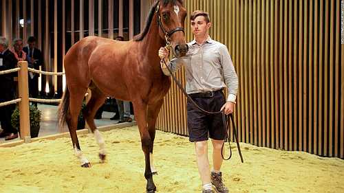 Why the best racehorses go for tens of millions