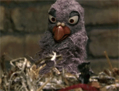 Our Hotel is for the Birds (Literally), Cuh-CAAAAW!