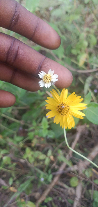 Nature of blaqsbi