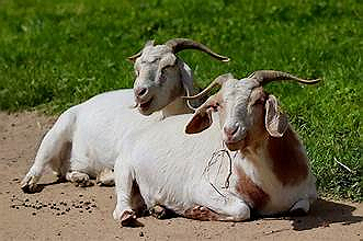 #ForYourInformation     10 Benefits of Goat milk1. **Easy to Digest**   Goat milk contains...